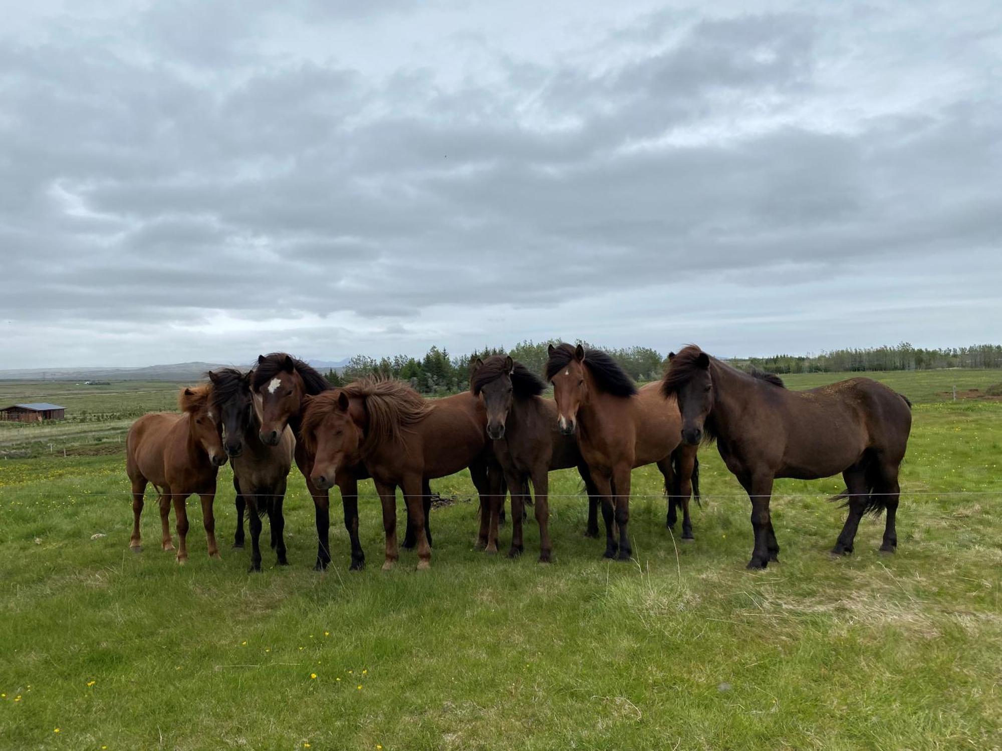 Myrarkot Country Home Selfoss Dış mekan fotoğraf